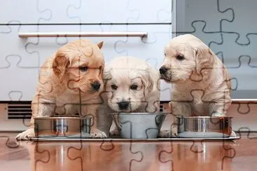 Cachorros comiendo comida en la cocina como pequeño gou