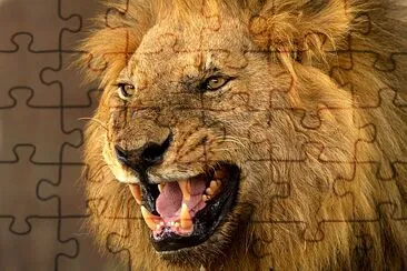 Lion in the Delta, Botswana jigsaw puzzle