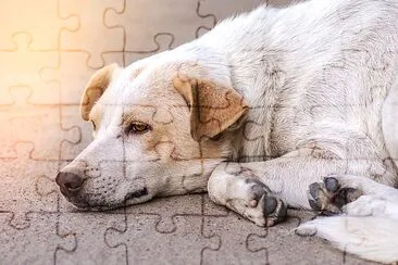 Chien abandonné sans-abri dormant sur le bord de la route