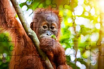 熱帯雨林のオランウータンかわいい赤ちゃん