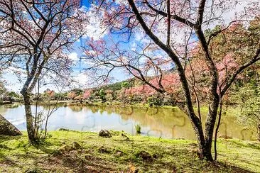 Kirschblüte am See in Chiang Mai, Thailand