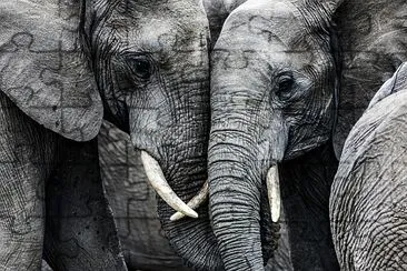 Elephants jigsaw puzzle