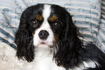 Carino cavalier spaniel sdraiato sul letto