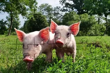 Lindo cerdo recién nacido de pie sobre un césped