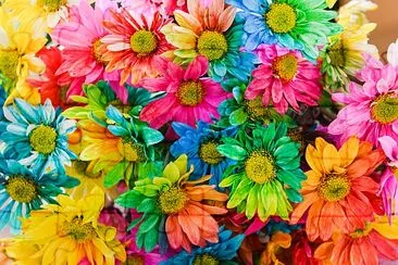 Rainbow Daisies. Flor Arco-íris de Crisântemo