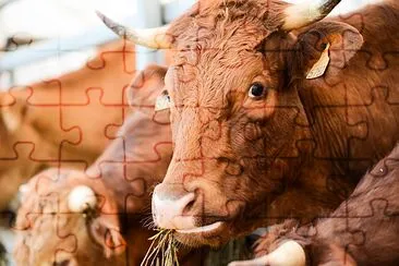 Cow and brown cattle herd jigsaw puzzle