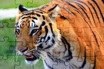 The Royal Bengal Tiger jigsaw puzzle