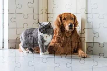 Cães Golden Retriever e gato britânico de pêlo curto