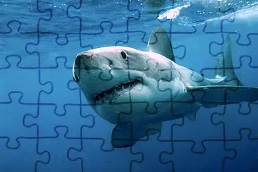 Great White Shark jigsaw puzzle