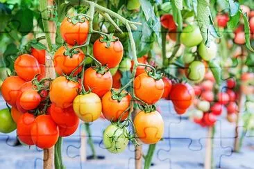 Pomodori maturi freschi che crescono su un ramo in giardino