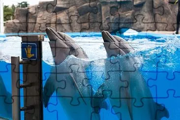 Two dolphins dancing under the water jigsaw puzzle