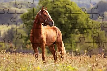 Poney gallois en cours d'exécution et debout dans les hautes herbes