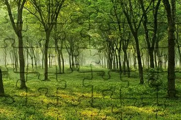 Natur, träd, blomma och landskap