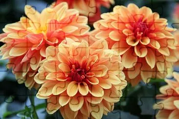 Les fleurs de Dahlia sont colorées et orange