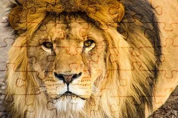 Beautiful Mighty Lion jigsaw puzzle