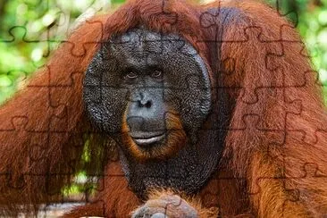 Portret samca orangutana