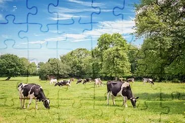 Norman cows grazing on grassy green field with tre jigsaw puzzle