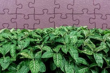 Green leaves and wall jigsaw puzzle