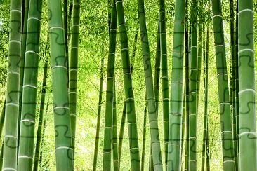 Floresta de bambu no Japão