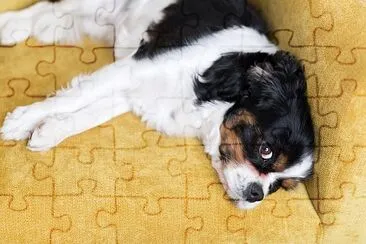 Cachorro fofo descansando no sofá amarelo