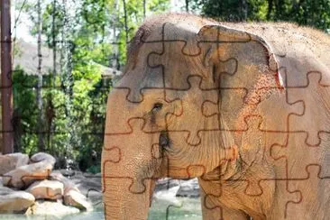 Elephant in Vinpearl Safari zoo jigsaw puzzle