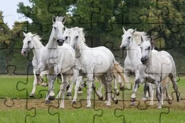 Mandria di cavalli in esecuzione sul prato