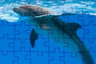 Dolphin in dolphinarium under the blue water jigsaw puzzle