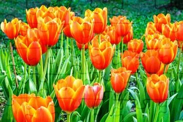 Tulipes orange