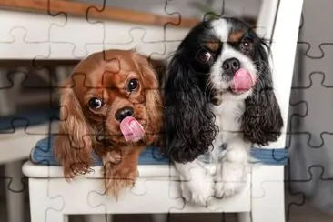 Deux chiens léchant drôles allongés sur la chaise blanche