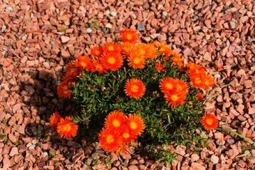 Floraison orange vif plante de glace nature backgroun