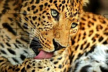 Retrato de leopardo