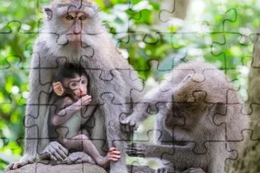 Groupe de macaques mangeurs de crabe