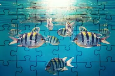 Coral fish in Red Sea, Egypt jigsaw puzzle