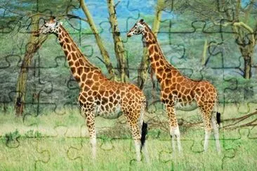 Masai race giraffes in Lake Nakuru national park jigsaw puzzle