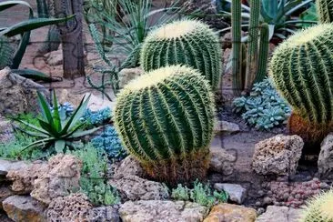 Cacto verde redondo do deserto em um jardim seco e suculento