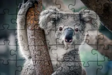 A cute Koala jigsaw puzzle