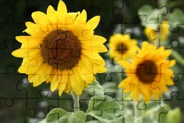 Fleurs de tournesol heureux se bouchent