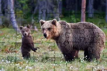 Ourson brun debout et sa maman