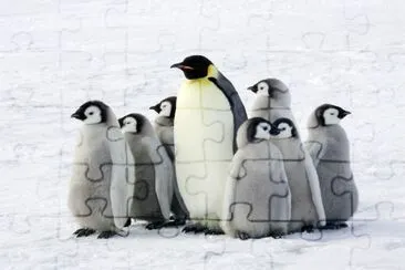 Pinguino imperatore con bambini, l'Antartico