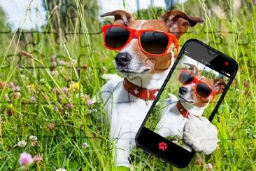 Chien dans l'herbe prenant un selfie si cool