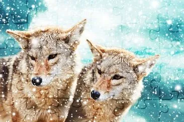 Par de coyotes contra el cielo azul de invierno