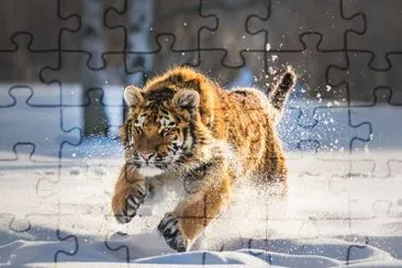 Siberian Tiger running in snow jigsaw puzzle