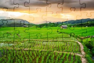 Campos de arroz em terraço em Chaing Mai, Tailândia