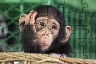 Visage de chimpanzé