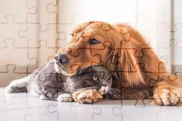 Gato britânico e Golden Retriever