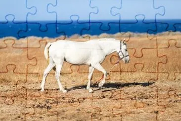 White beautiful horse on pasture by the seaside jigsaw puzzle