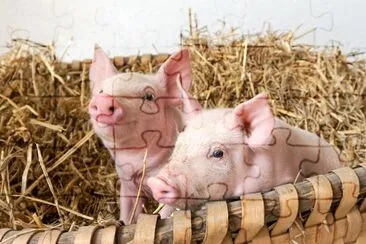 two pigs in the straw nest jigsaw puzzle