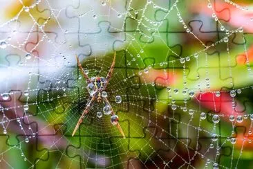 Spider web with some water droplets  jigsaw puzzle