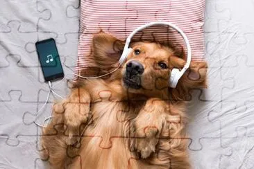 O Golden Retriever usando fones de ouvido