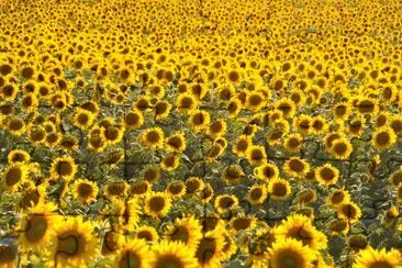 campo di fiori del sole